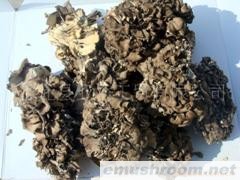 供应09年灰树花