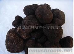供应块菌-黑块菌