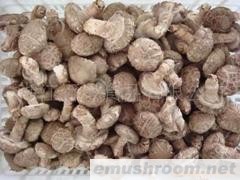 供应新产季新鲜香菇