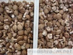 供应新产季新鲜香菇