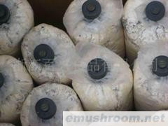 供应新产季优质香菇、平菇菌棒