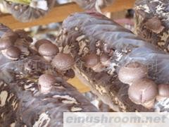 供应新产季优质香菇、平菇菌棒