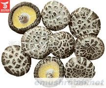 供应新产季优质干香菇