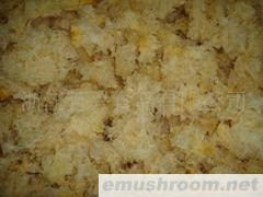 供应新产季优质白木耳