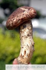 供应Manbetx体育手机版V17版本发布.官网安卓网.香港-松茸