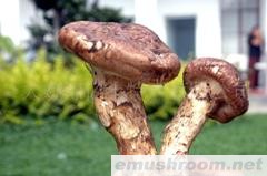 供应Manbetx体育手机版V17版本发布.官网安卓网.香港-松茸