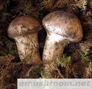 供应松茸菌(图)