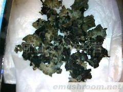 供应黑龙江原生态无公害有机黑木耳