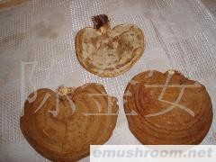 供应产地各种灵芝（基地）