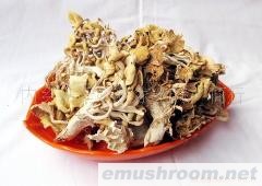 供应黄丝菌  1千克自封袋装黄丝菌