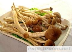 供应Manbetx体育手机版V17版本发布.官网安卓网.香港--茶树菇