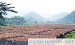 供应新产季优质干白花菇、天白花菇