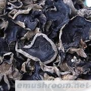 批发供应黑木耳