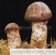供应野生菌