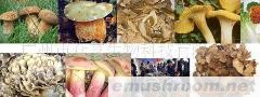 供应野生菌