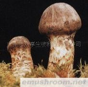 供应野生菌