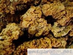 供应云南特产金耳/黄木耳