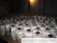 供应新产季优质香菇、平菇菌棒