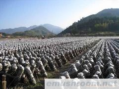 供应优质浙江09年新黑木耳