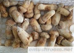 批发供应速冻野生ManBetX体育 3-5松茸