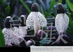 供应纯天然织金红托竹荪