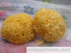 供应新品银耳/丑耳/一烧即糯！淘宝92-98/kg(图)