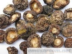 供应极品小香菇/金钱菇(图)