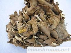 供应特级灰树花/灰树菇/舞茸(图)