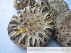 供应大花菇/肉厚味香(图)