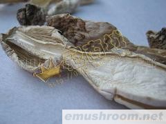 供应鸡腿菇/鸡腿蘑(图)