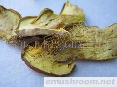 供应特级野生牛肝菌(图)