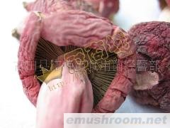 供应正宗野生红菇/补血佳品/特级(图)