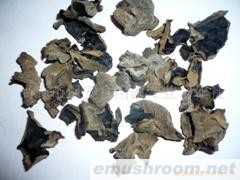 供应黑木耳(图)