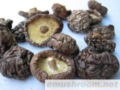 批发供应古田特级香菇/大香菇/黑面香菇