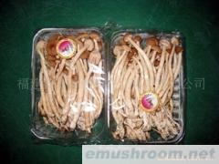 供应茶树菇，ManBetX体育(图)
