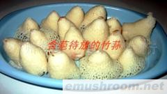 广州鑫升贵州竹荪、