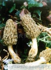 供应野生Manbetx体育手机版V17版本发布.官网安卓网.香港 美味 营养 健康