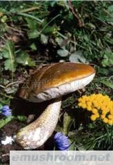 供应野生黑牛肝菌 美味、营养、健康