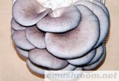 供应野生平菇 干