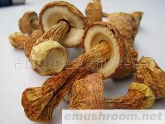 批发供应特级姬松茸/巴西蘑菇/姬松菌/新货