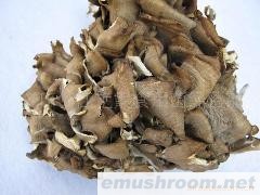 批发供应特级灰树花/灰树菇/舞茸/新货