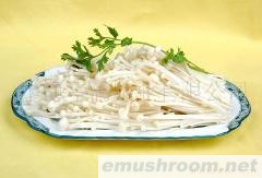 供应鲜金针菇(图)