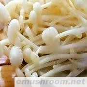 供应多种金针菇