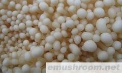 供应多种金针菇