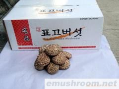 供应鲜香菇、Manbetx体育手机版V17版本发布.官网安卓网.香港(图)