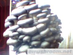 供应真姬菇