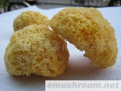 批发供应古田特级银耳/冠耳/丑耳/一烧即糯