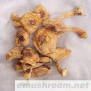 批发姬松茸 福建姬松茸 巴西磨菇