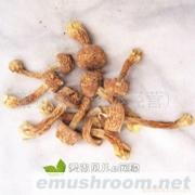 批发福建姬松茸 巴西磨菇