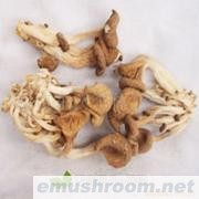 批发秀珍菇  针织菇